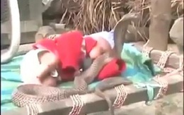 Sốc với cảnh bé thơ ngây ngủ giữa bầy rắn hổ mang